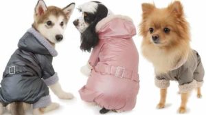 одежда для собак