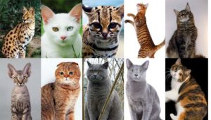 Самое простое деление породистых кошек – по внешнему виду