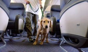 перевозка собак в самолете