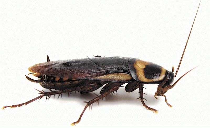 Черный таракан вид сбоку