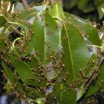 Колония муравьев ткачей на листве