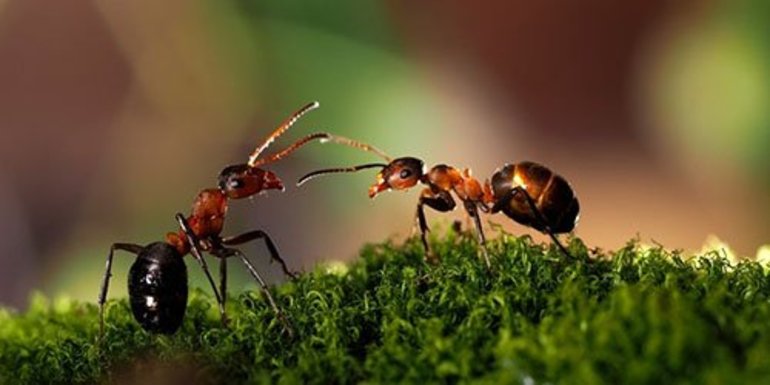 По каким причинам приснились муравьи