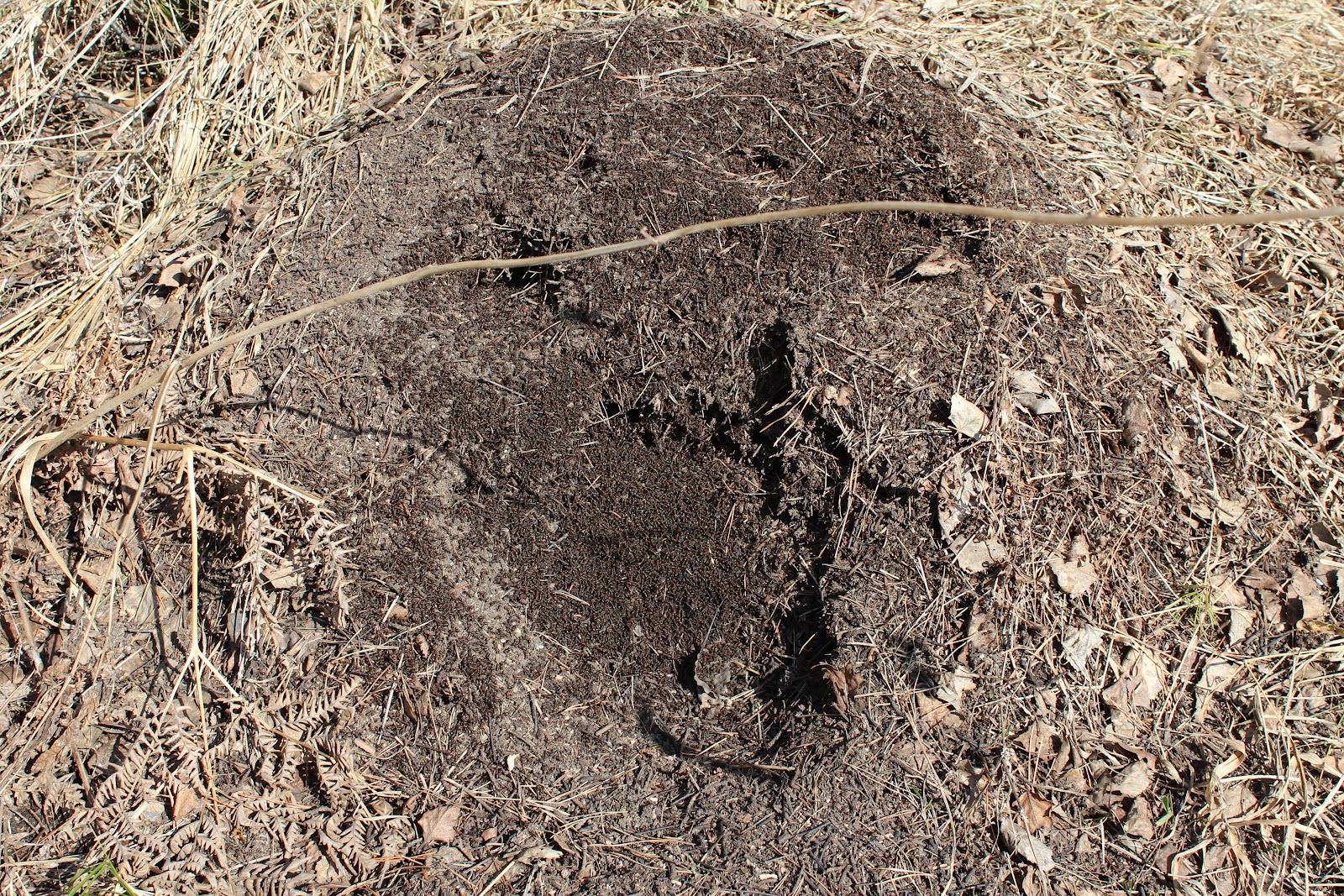 Физическое разрушение муравейника в саду