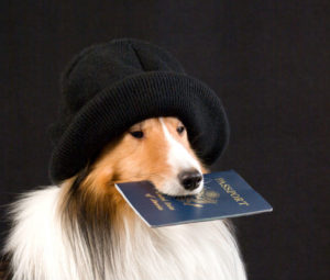 прививочный паспорт собаки