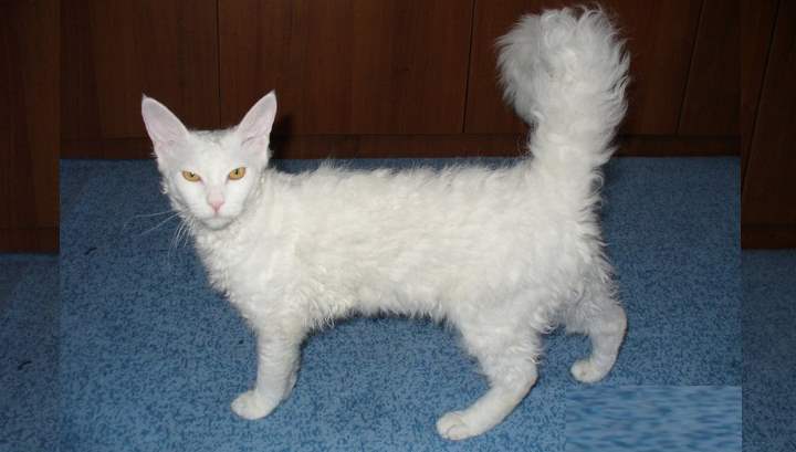 Кошка породы лаперм белого цвета