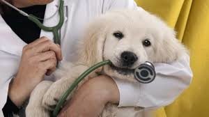 стерилизация собак