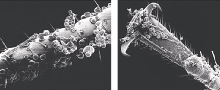Слева - микрокапсулы на обработанной поверхности, справа - на усиках таракана