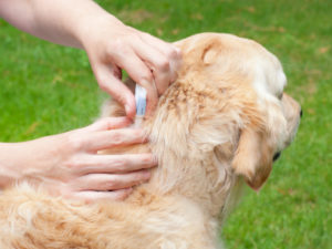 профилактика пироплазмоза у собак
