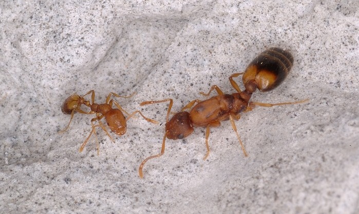 Разновидность муравьев - фараоны