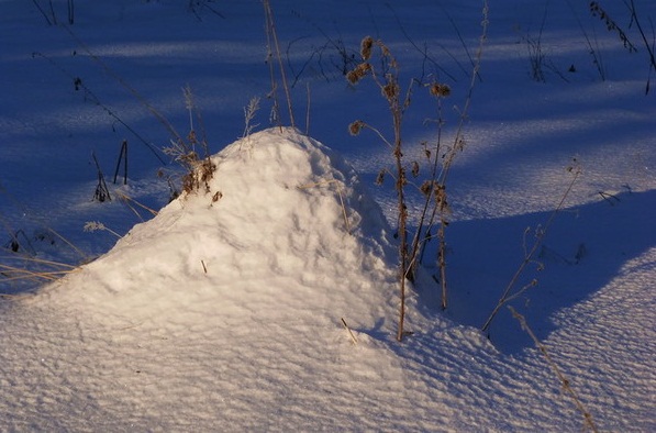 Муравейник зимой под снегом
