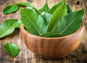 Эффективно ли лечение цистита лавровым листом?