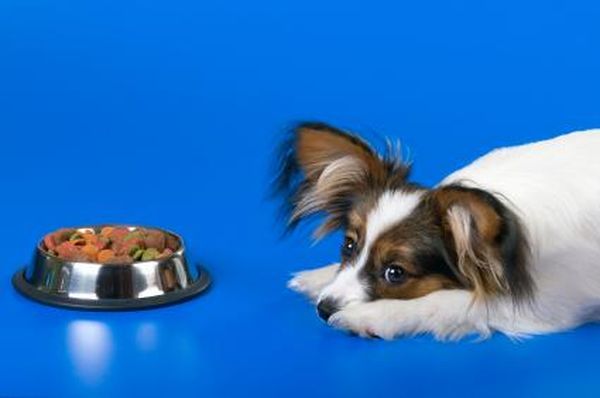 При хронической форме собака теряет аппетит