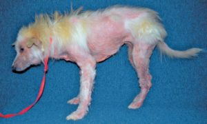 малассезионный дерматит у собак