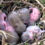 Мышиное семейство в гнезде