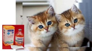 Тилозин для кошек — это антибактериальное средство широкого средства