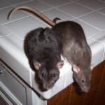 Две мыши на кухонном столе