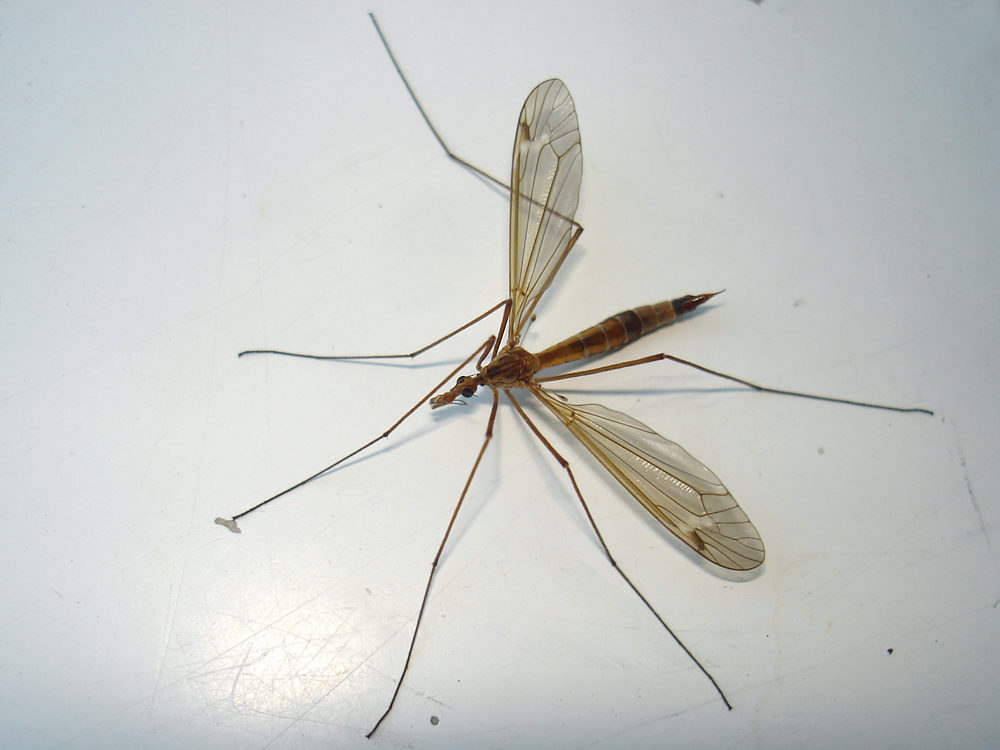 Фото малярийного комара