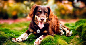 лечение дисплазии суставов у собаки без операции