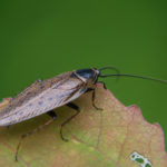 Лапландский таракан лат. Ectobius lapponicus