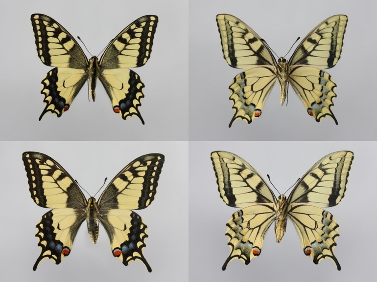 Самцы и самки бабочки махаона