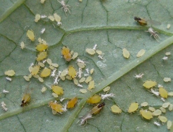 Личинки паутинного клеща на листках