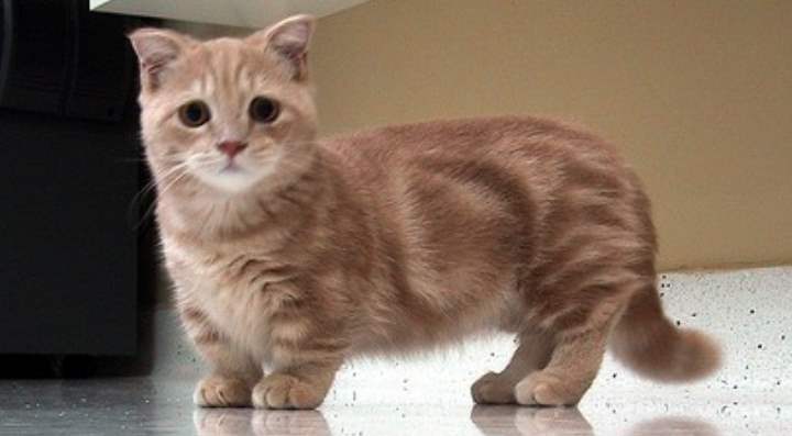 Рыжий кот породы манчикин