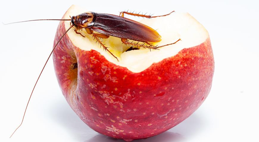 Фото таракана на яблоке