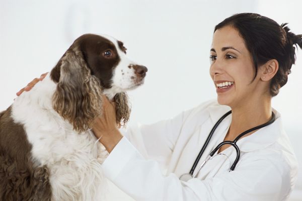Собаку периодически нужно показывать ветеринару