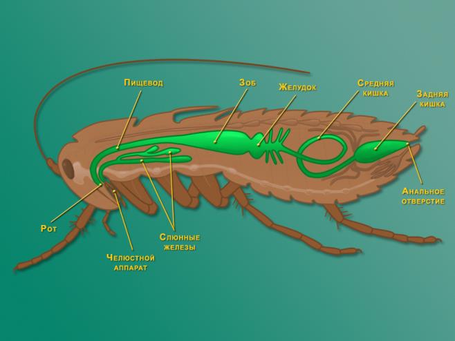 Схема пищеварительной системы тараканов