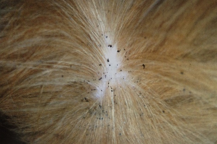 Черные точки на шерсти у животного – признак наличия блох
