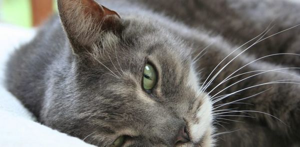 Кошки чаще всего не чувствуют укуса клеща