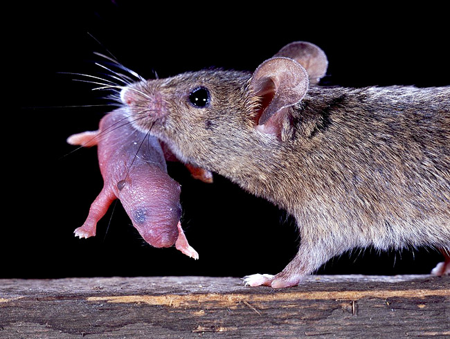 Мышь и маленький мышонок