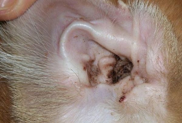 Проявление ушного клеща у кошки