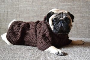 свитер для мопса