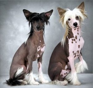 две китайские хохлатые собаки
