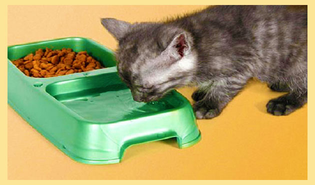 Кошачий лоток для еды и питья, котенок пьет