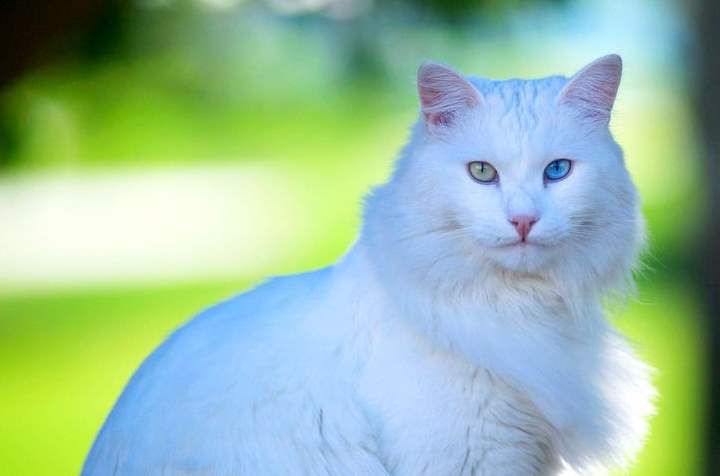 Белая кошка породы - Турецкая ангора