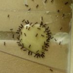 Дрожжи, как средство против муравьев на участке