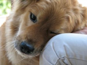 как лечить кашель у собак