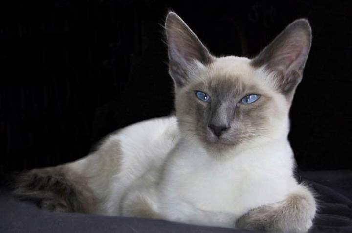 Белая кошка породы - Балийская кошка