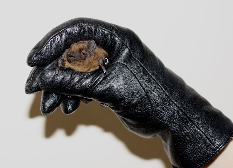 Пойманная летучая мышь в руке
