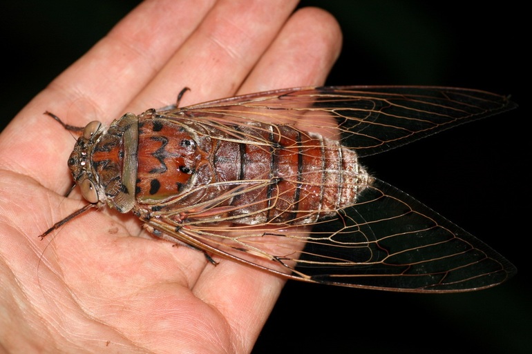 Распространенные виды цикад