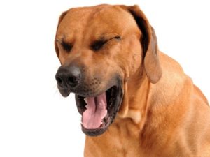 основные причины кашля у собаки