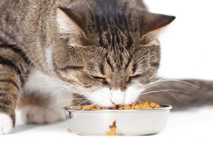Здоровенный кот ест корм