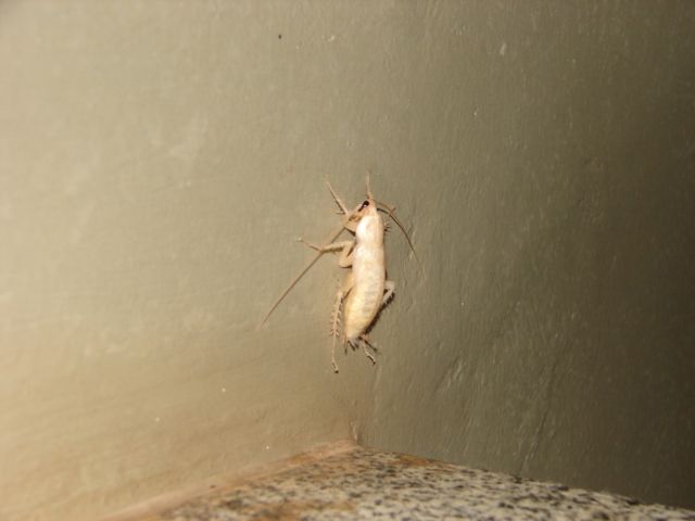 Белый таракан в помещении