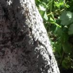 Вредители муравьи на пловом дереве