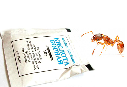 Борная кислота спасает от муравьев
