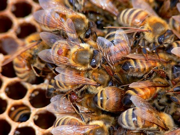 Необходимо определить уровень заклещенности пчел