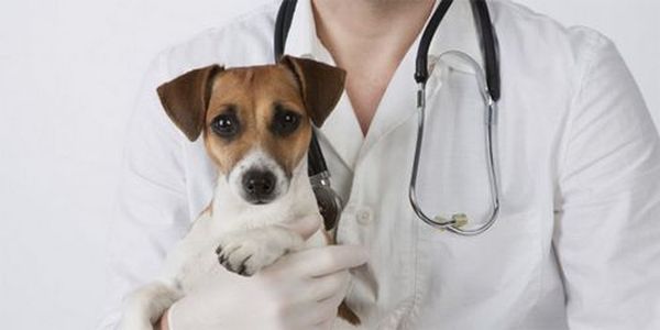 Прививка от клещей для собак крайне необходима