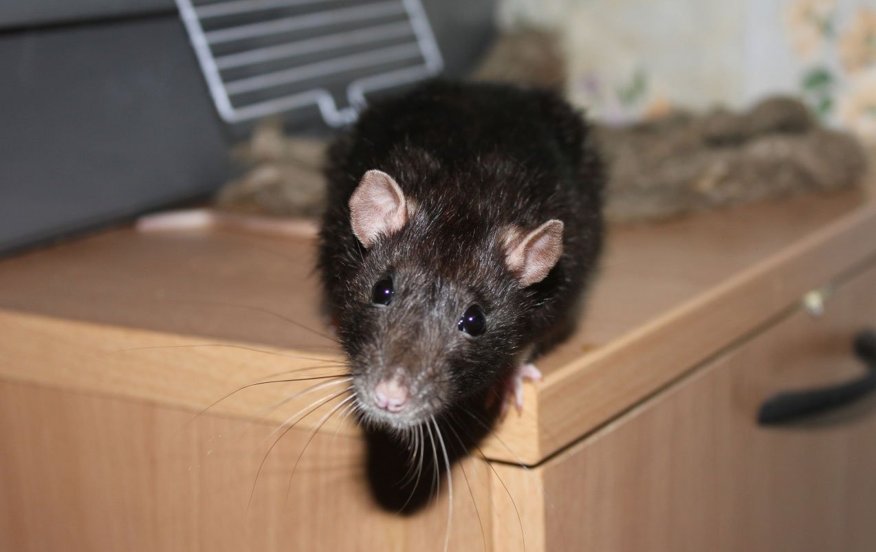 Крыса на кухонном столе